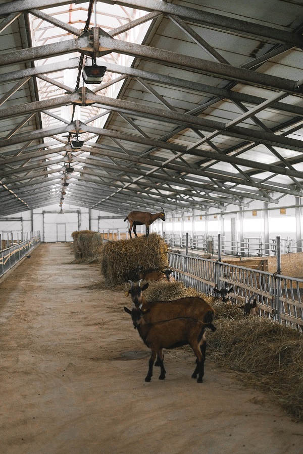 Grange avec un élevage de chèvre